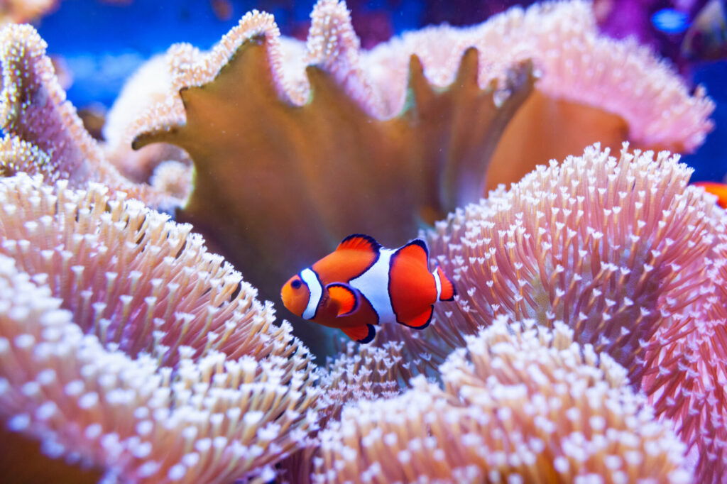 Gran Barrera de Coral, Australia